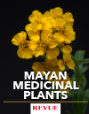 Pericon Mayan medicinal plants REVUE article FLAAR Nicholas Hellmuth