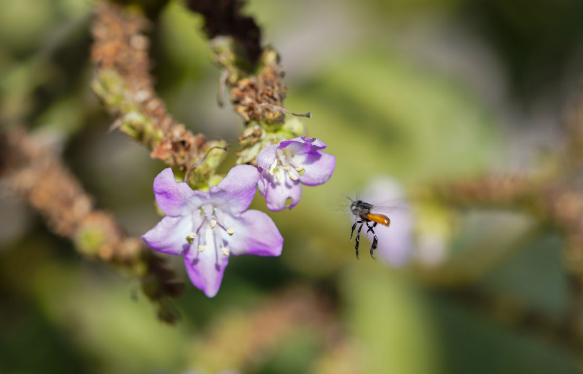 Big-bee-Wigandia-urens-flower
