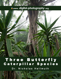 Butterfly caterpillar species Finca El Chilar Guatemala