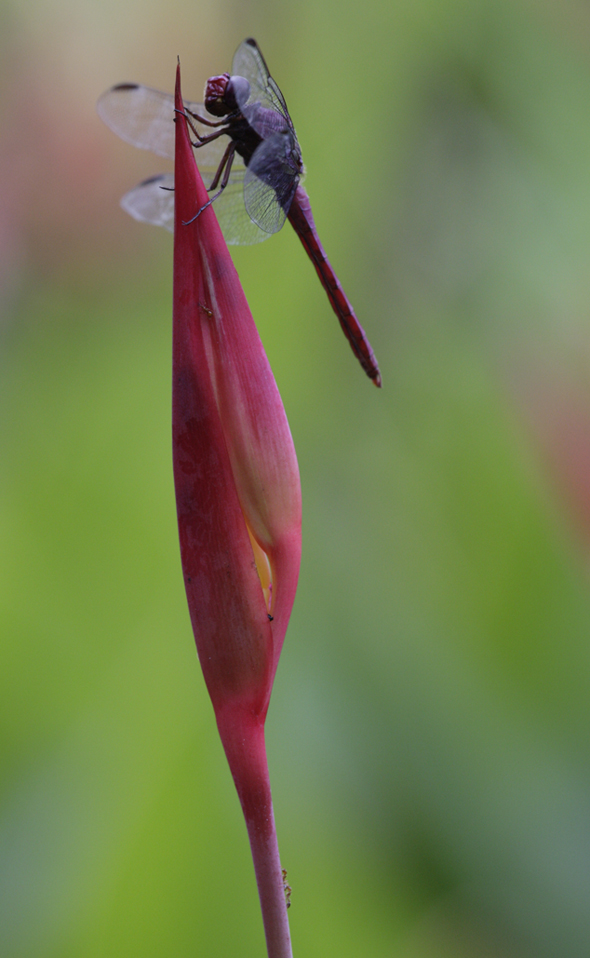 Dragonfly posing on a heliconia flower bud at Autosafari Chapin Park, Guatemala. Photo by Jaime Leonardo
