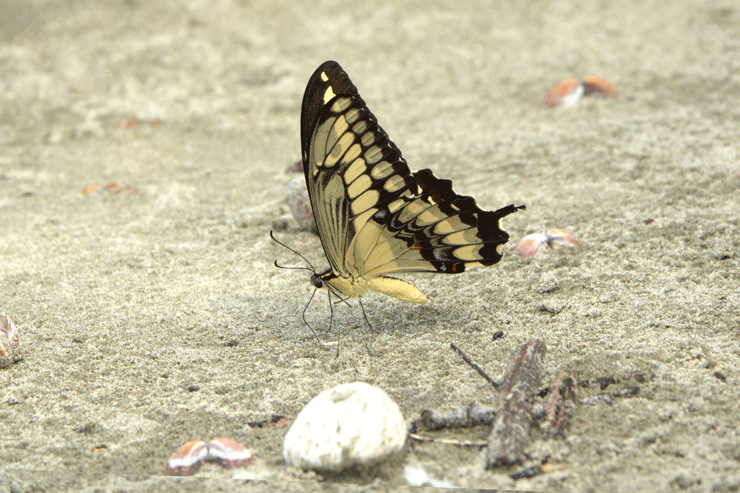 Papilio-species-butterfly-Lepidoptera-order-yellow-bufterfly-Playa-Quehueche-Livingston-SonyRX10-600mm