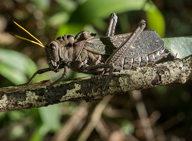 Taeniopoda-sp-family-Romaleidae-grasshopper