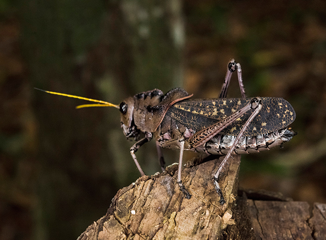 Taeniopoda-sp-family-romaleidae-grasshopper