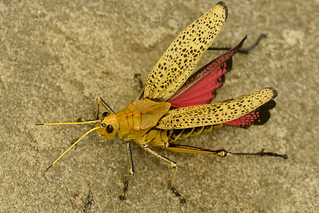 Taeniopoda-species-langosta-beach-Playa-Quehueche-northwards-giant-grasshoppers-mating-Livingston-NikonD10-200mm