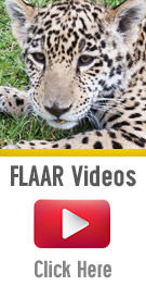 List of all the FLAAR Videos of mayan iconographic animals in Guatemala