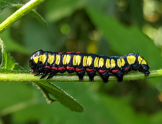 larva-maybe-brown-hooded-owlet-moth-yellow-black-red-Finca-El-Tirol-Caserio-Chilocom-Municipio-Santa-Cruz-Verapaz