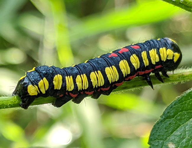 larva-maybe-brown-hooded-owlet-moth-yellow-black-red-Finca-El-Tirol-Caserio-Chilocom-Municipio-Santa-Cruz-Verapaz