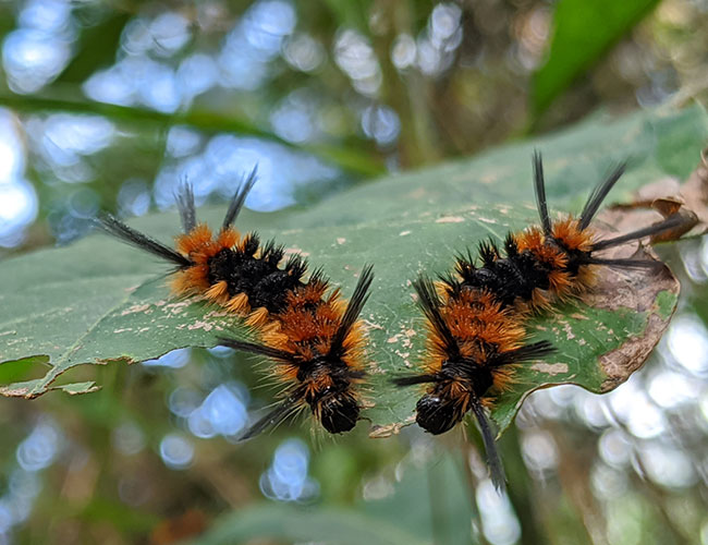 larvae-black-copper-furry-Finca-El-Tirol-Caserio-Chilocom-Municipio-Santa-Cruz-Verapaz