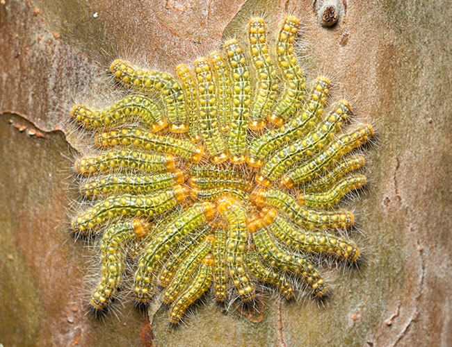 larvae-in-circular-arrangement-Chocon-Machacas
