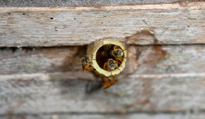 Stingless bees at Finca Buenos Aires, Retalhuleu. Photography by Dr. Nicholas Hellmuth