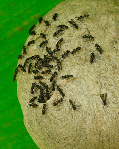 wasp-nest-trail-to-Dos-Pilas-Arroyo-Petexbatun-Sayaxche-Peten-Guatemala
