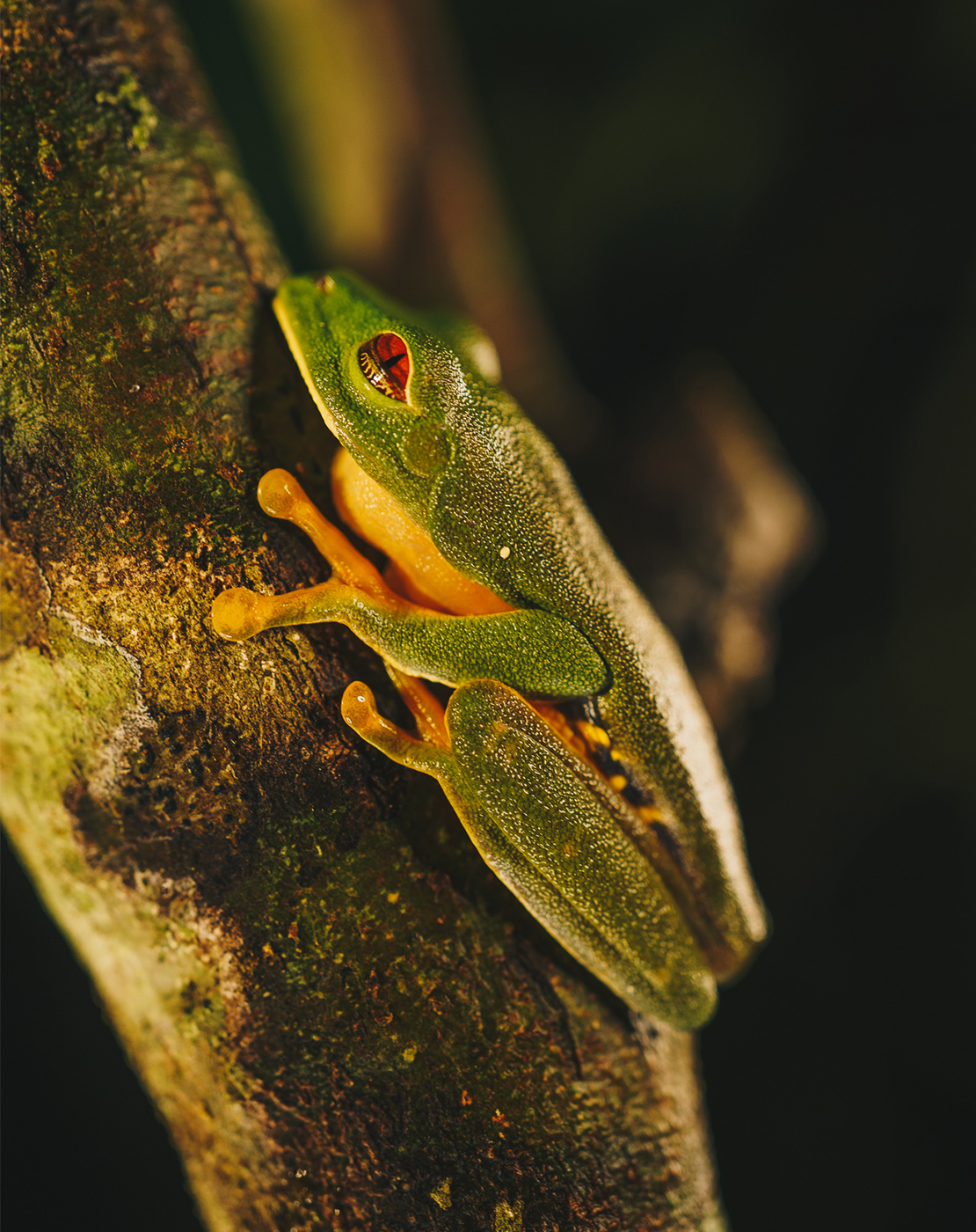 An-encounter-with-the-Red-eyed-treefrog-Agalychnis-taylori