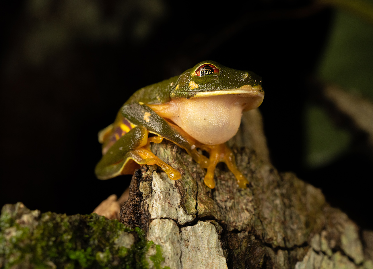 An-encounter-with-the-Red-eyed-treefrog-Agalychnis-taylori