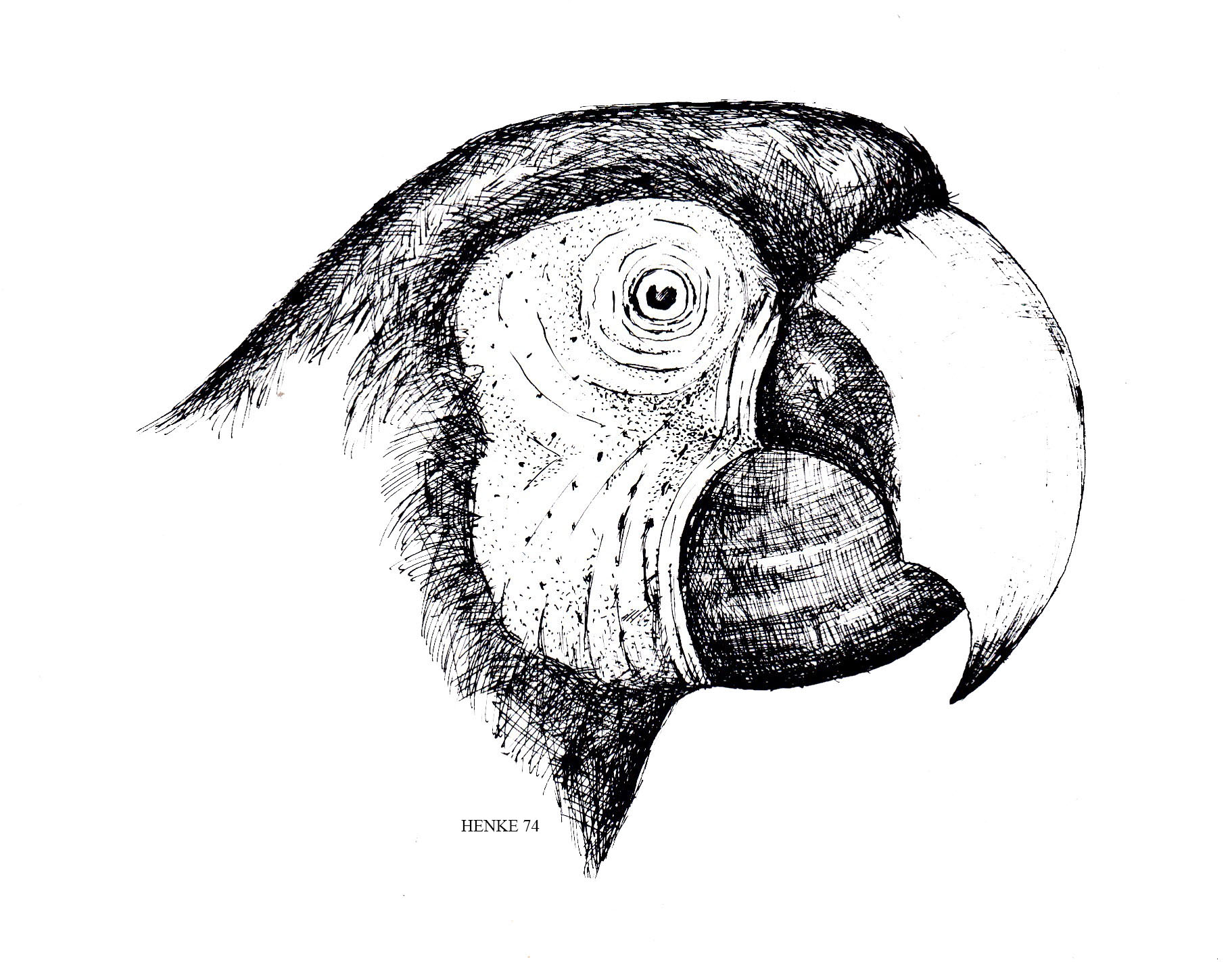 scientific-illustrations-of-birds-mammals-reptiles-yaxha