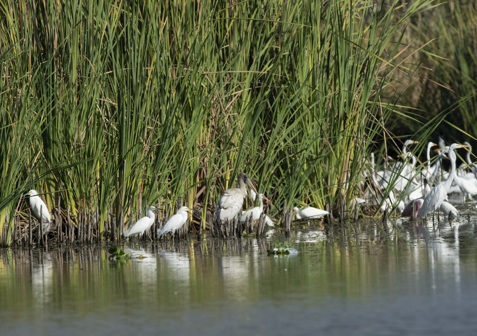 waterbirds-pelikans