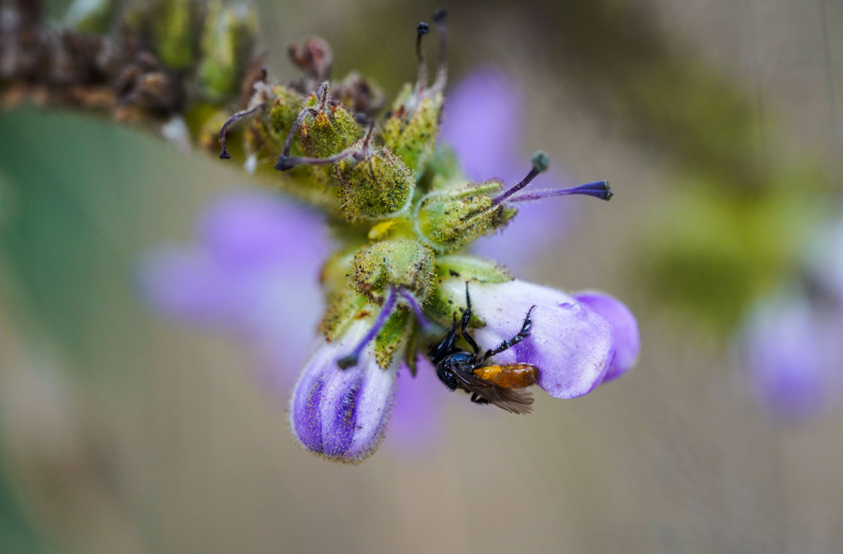 Big-bee-back-of-Wigandia-urens-flower