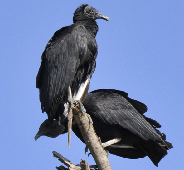 Black vulture, Coragyps atratus perching on a tree at Río de La Pasion, Sayaxche, Pete, Guatemala. Photo by Jennifer Lara, December 2010.