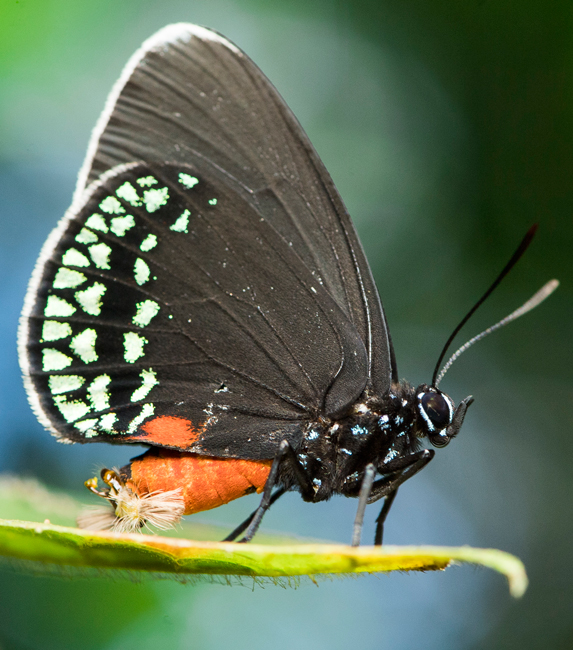 butterfly-chocon-Municipio-Livingston-Izabal