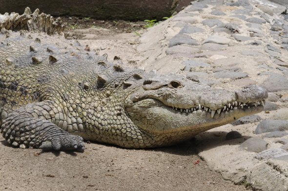Campbell identifies the crocodiles at Lake Yaxha as Moreletii 