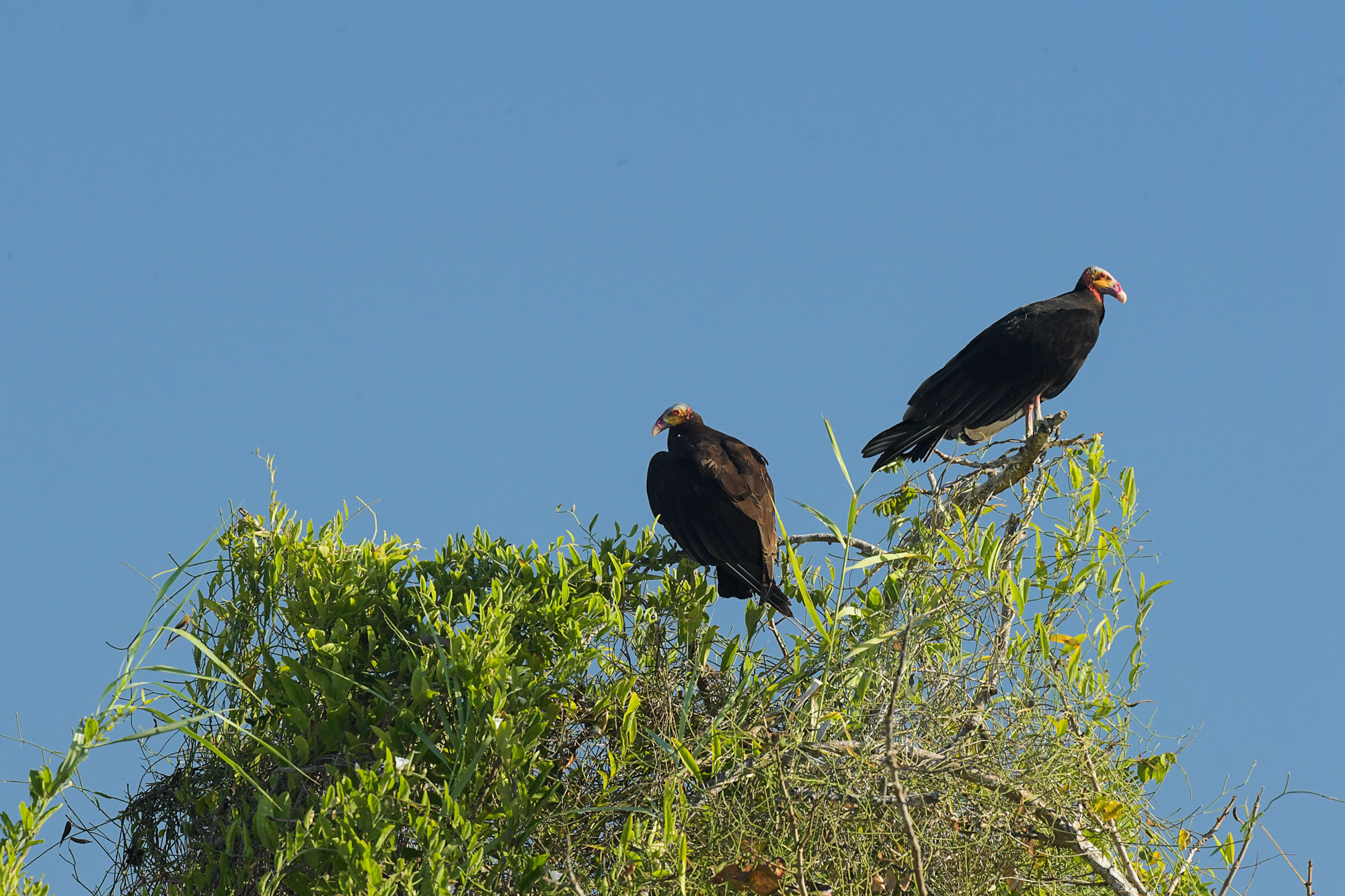 Cathartes-burrovianus-Lesser-Yellow-Headed-Vulture-Canal-de-Chiquimulilla-Monterrico