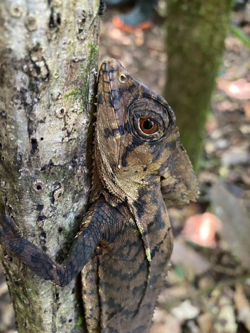 Corytophanes-cristatus-basilisk-lizard-Tapon-Creek-Fundaeco-Livingston