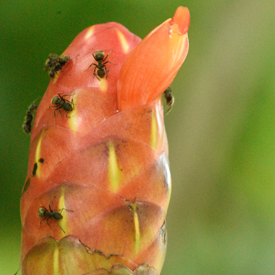 Costus-ant-mutualism-road-Plan-Grande-Tatin-to-Municipeo-de-Livingston-Nikon-D810