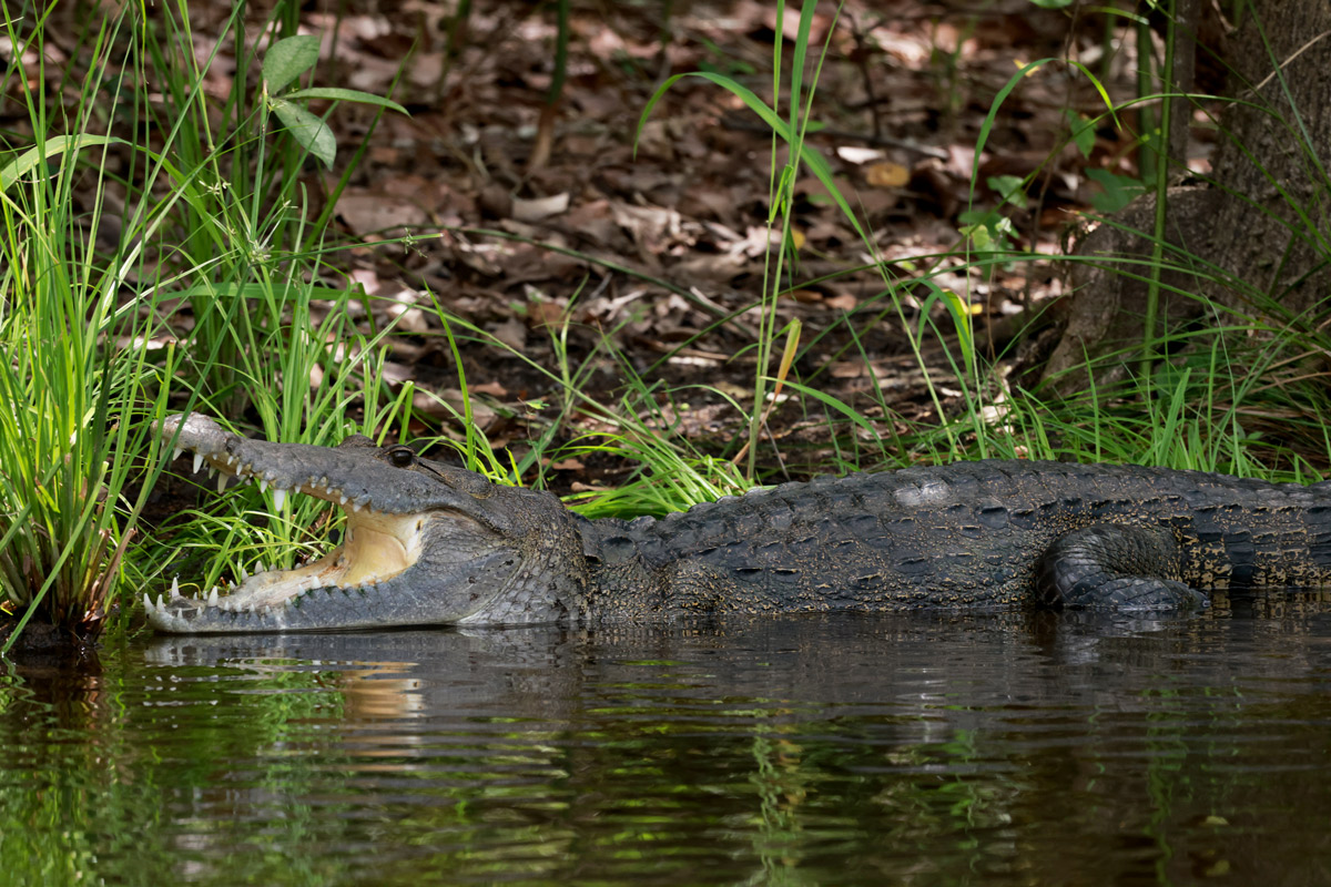 Crocodylus-moreletii-cocodrilo adulto-Rpio-Isluc-Paso-de-Caballos-Foto-de-Haniel-Lopex