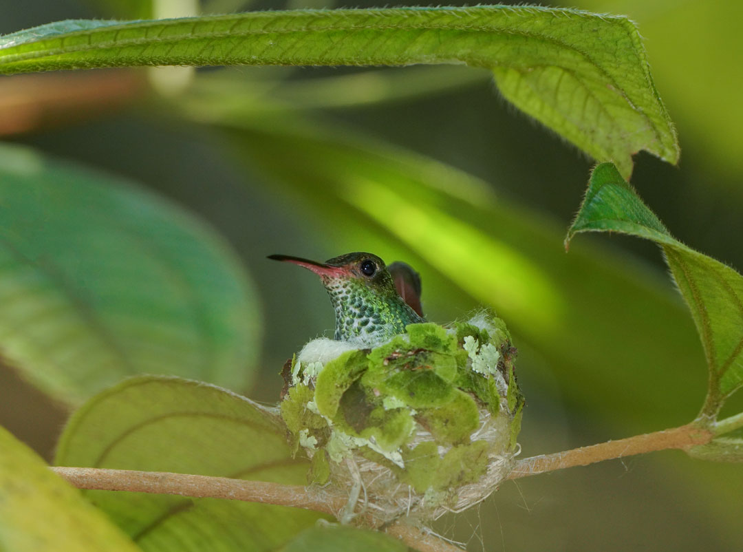 Diversity-of-hummingbird-nests