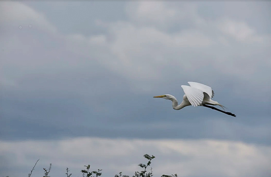 Great-White-Egret-an-emblematic-water-bird-of-the-Yaxha-Nakum-Naranjo-National-Park