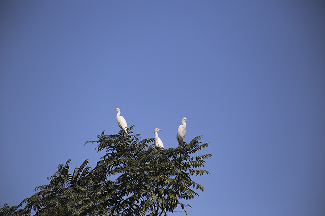 Great-White-Egret-an-emblematic-water-bird-of-the-Yaxha-Nakum-Naranjo-National-Park