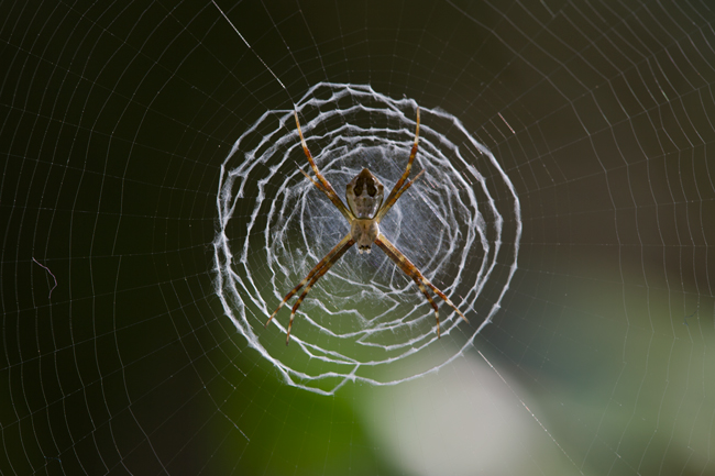 Guatemala-spider-web-Yaxha-National-park-Dec-29-2006-Hellmuth-FLAAR