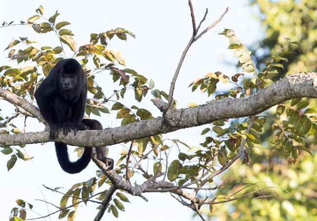 Howler_Monkey_Rio_Bocas_de_Polochic_