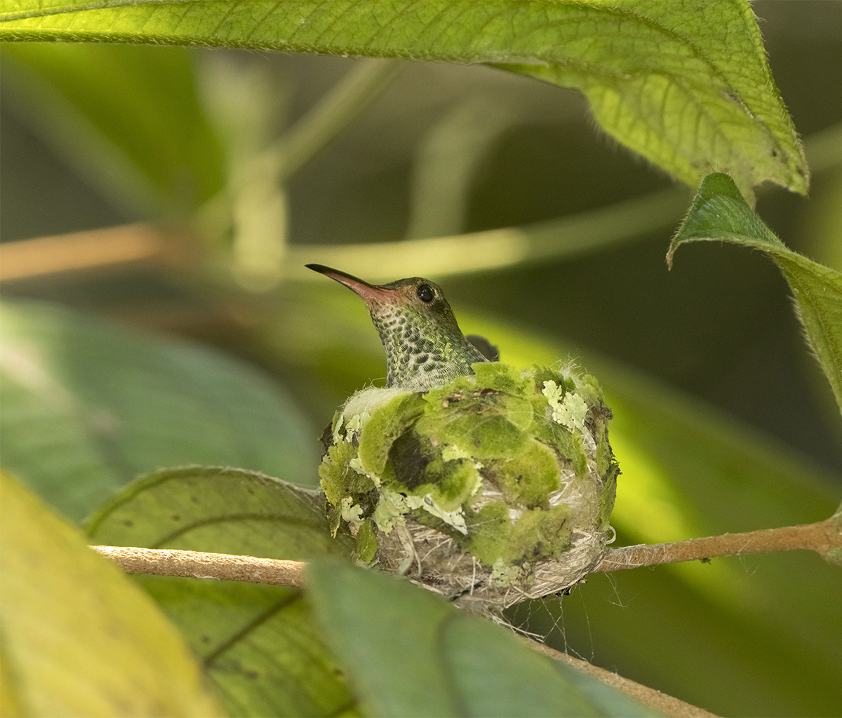 hummingbirds