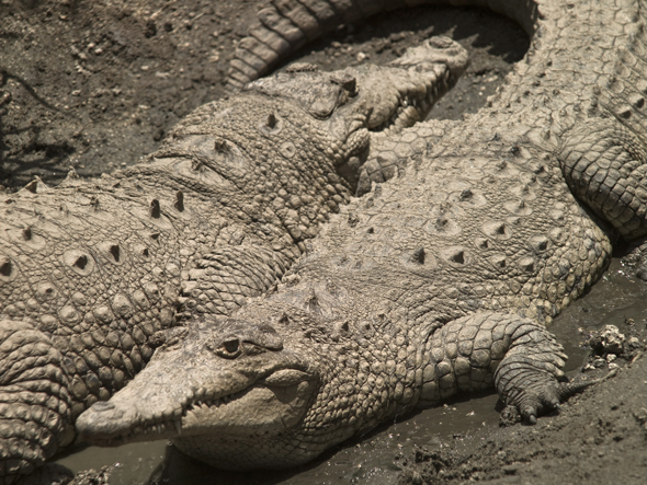 Crocodylus moreletti adults in Aurora National Zoo. Photo by Nicholas Hellmuth, July 2009, Guatemala City.