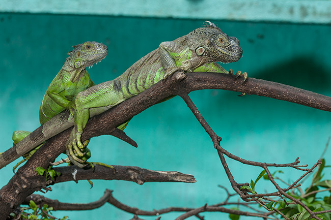 iguana iguana Cecon image 3096