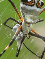 Naranjo-Cibal-Argiope-UNKNOWN-species-spider