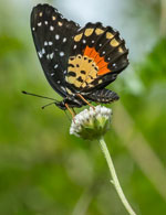 Naranjo-cibal-Chlosyne-orange-black-butterfly