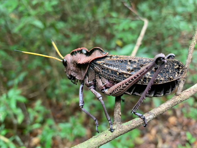 Naranjo-to-Rio-Holmul-road-giant-grasshopper-Jul-7-2019-NH-9877
