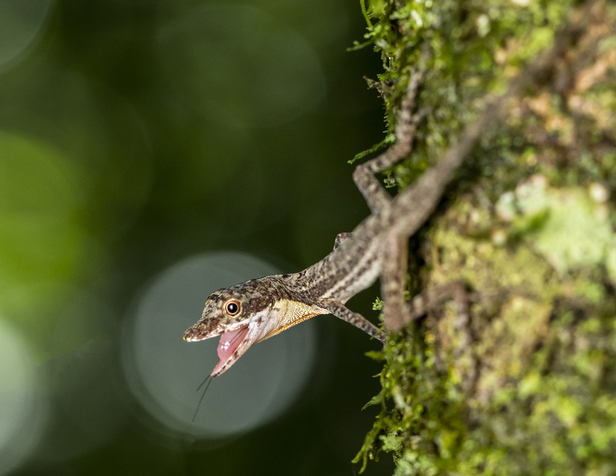 Norops_sp_an_incredible_lizard_observed_at_Tapon_Creek