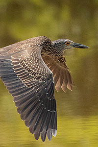 Nyctanassa-violacea-garza-nocturna-de-corona-clara-joven-yellow-crowned-night-heron-young-arroyo-petexbatun