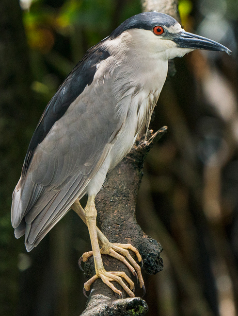 Nycticorax-nycticorax-waterbird-FLAAR-Mesoamerica-Municipio-de-Livingston-Izabal