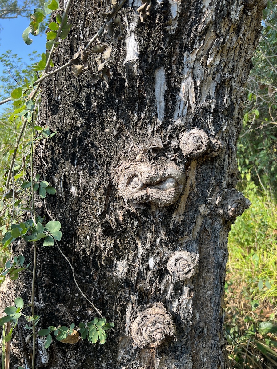 PNLT-tasistal-hiking-back-south-Trabanino-Owl-Eyes-tree-trunk