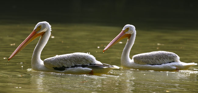 Pelecanus erythrorhynchos White pelican Auto Safari Chapin Aug 24 2015 SM 8025