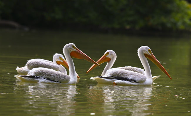 Pelecanus erythrorhynchos White pelican Auto Safari Chapin Aug 24 2015 SM 8061