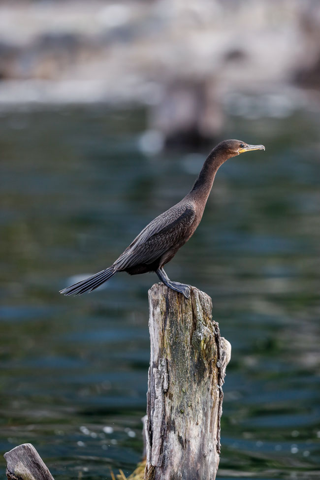 Phalacrocoax-brasilianus-Neotropical-cormorant-yaxha