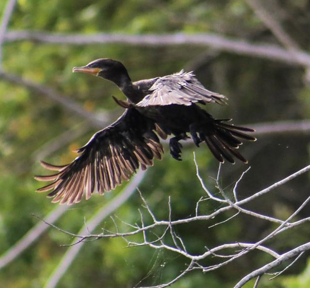 Phalacrocorax_brasilianus_neotropical_cormorant_Rio_Ixtinto_Yaxha_Peten_Apr_18_2018