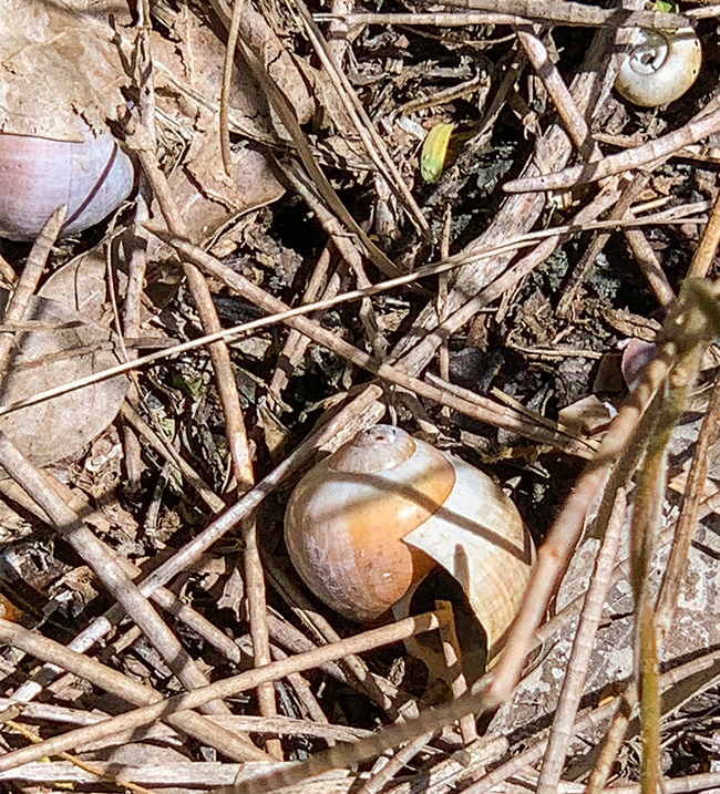 Pomacea-ghiesbreghti-apple-snail-edible-shells-Naranjo-Park-cibal-savanna-iPhone-Xs-Jul-8-2019-Nicholas-Hellmuth