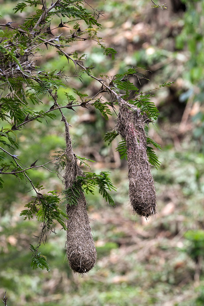 Psarocolius wagleri Chestnut headed oropendola nest photographs Acacia Subin Senahu NH 2784