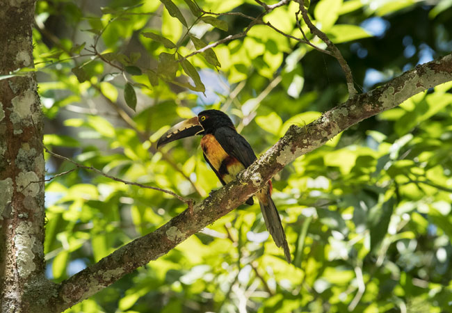 Pteroglossus-torquatus-Collared-aracari-Yaxha-National-Park-Peten