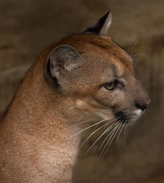 la vida de un puma